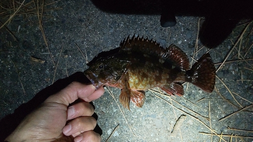 アラカブの釣果