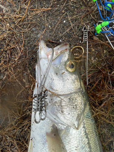 シーバスの釣果