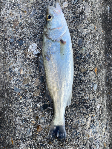 セイゴ（マルスズキ）の釣果