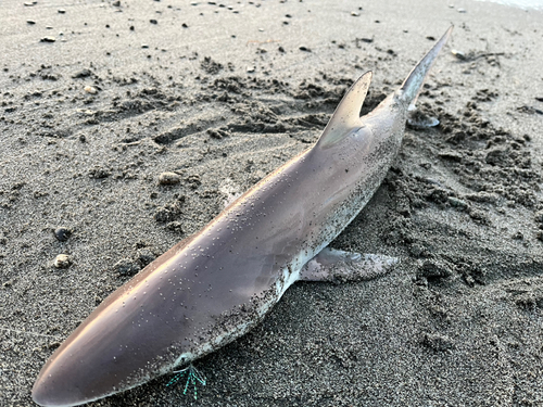 サメの釣果