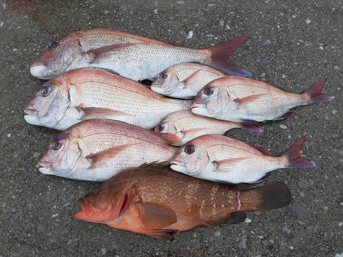 マダイの釣果