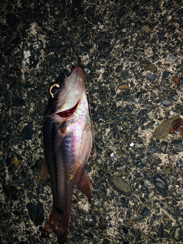 オオスジイシモチの釣果