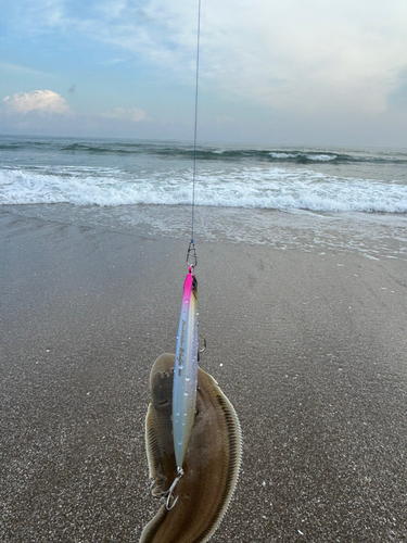 シタビラメの釣果