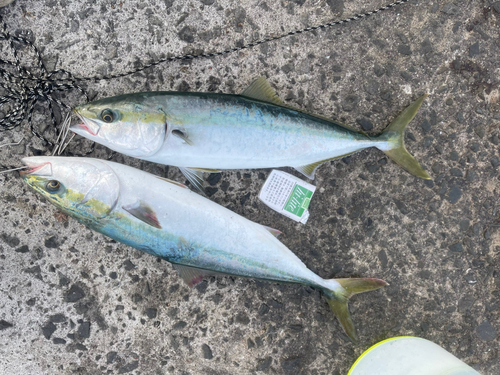 ハマチの釣果