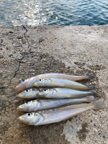 キスの釣果