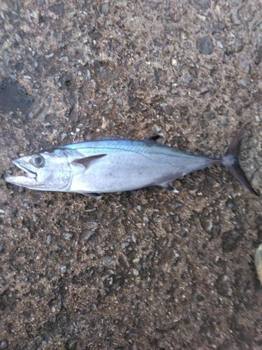 イソマグロの釣果