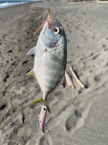 メッキの釣果