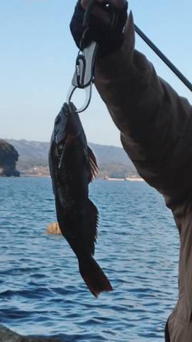 アイナメの釣果