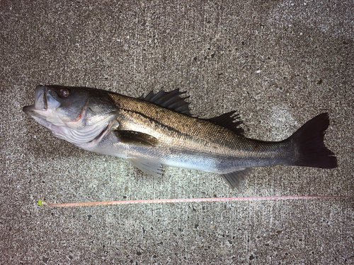 スズキの釣果