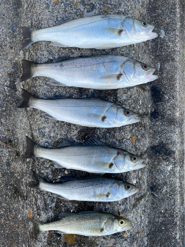 セイゴ（マルスズキ）の釣果