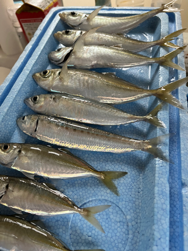 アジの釣果