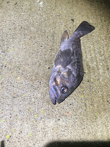 クロソイの釣果