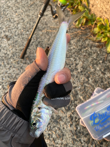 カタボシイワシの釣果