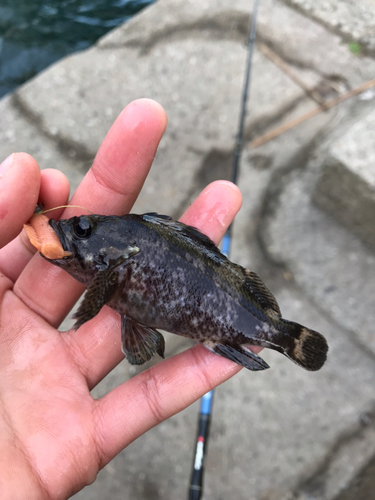 タケノコメバルの釣果