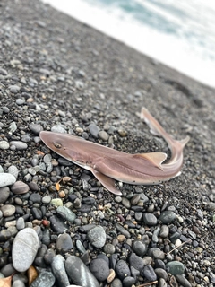 ホシザメの釣果