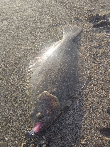 ソゲの釣果