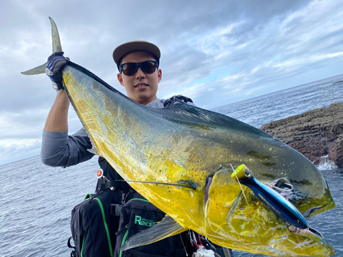 シイラの釣果