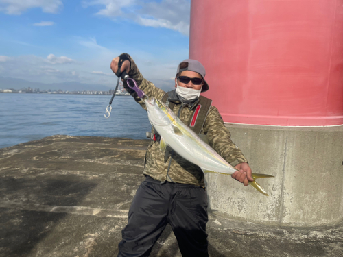 ブリの釣果