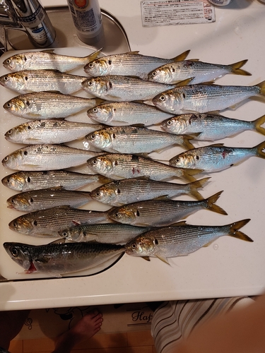 コノシロの釣果