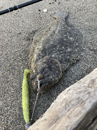 ソゲの釣果