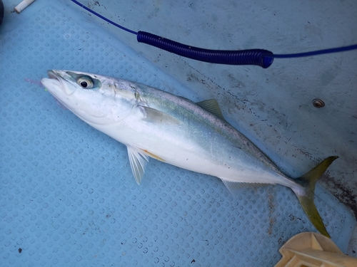 ツバスの釣果