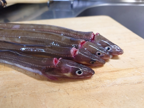 アナゴの釣果