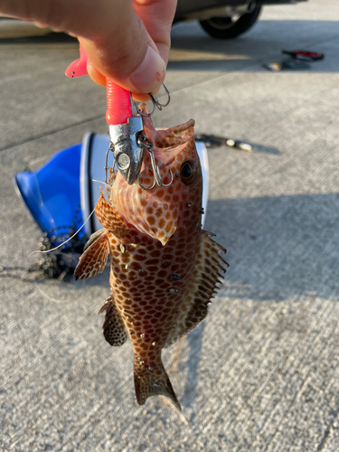 チャイロマルハタの釣果