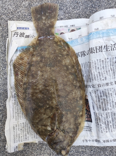 マコガレイの釣果