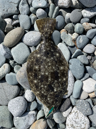 ソゲの釣果