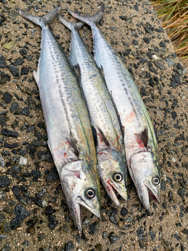 サゴシの釣果