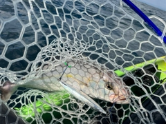 カンパチの釣果