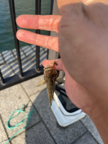 マハゼの釣果