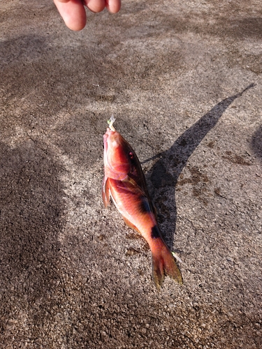 オジサンの釣果