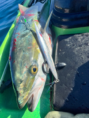 ブリの釣果