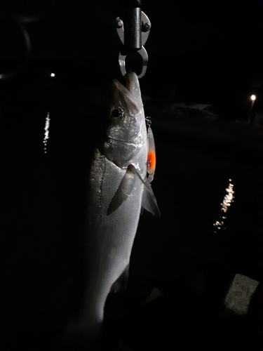 スズキの釣果