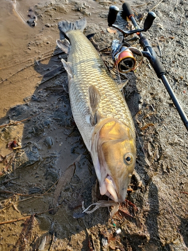 釣果