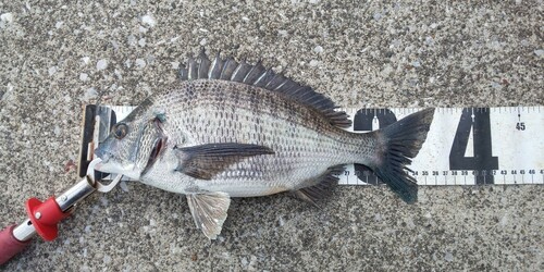 クロダイの釣果