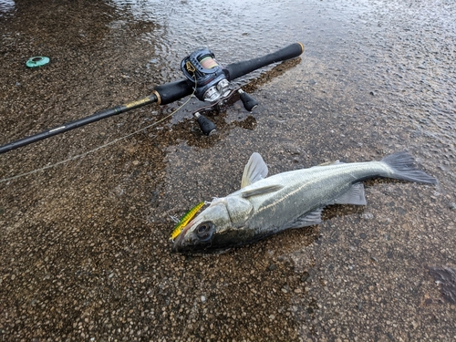 セイゴ（マルスズキ）の釣果