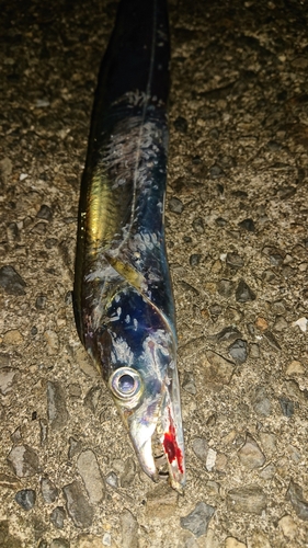 タチウオの釣果