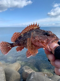 ガシラの釣果