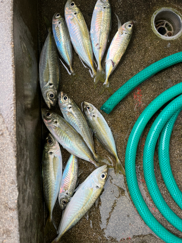 アジの釣果