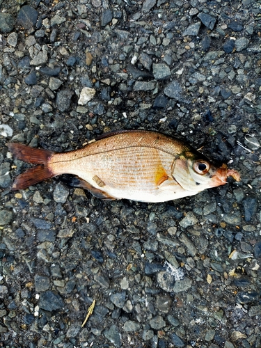 ウミタナゴの釣果