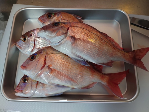 マダイの釣果