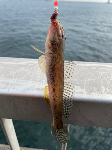 マハゼの釣果