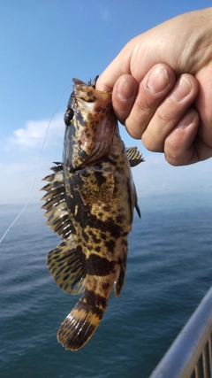 タケノコメバルの釣果