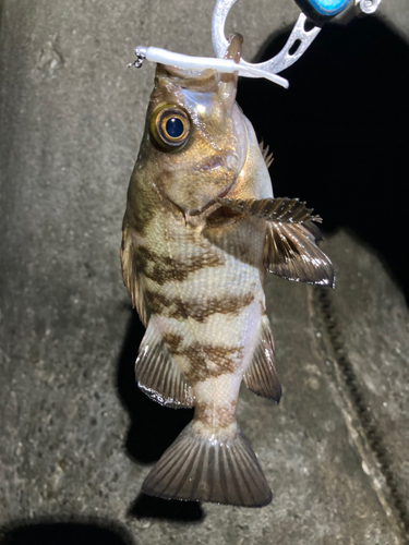 メバルの釣果