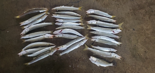 カマスの釣果