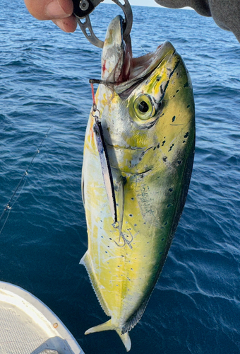 シイラの釣果