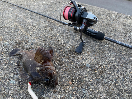 ムラソイの釣果