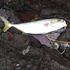 イナダの釣果